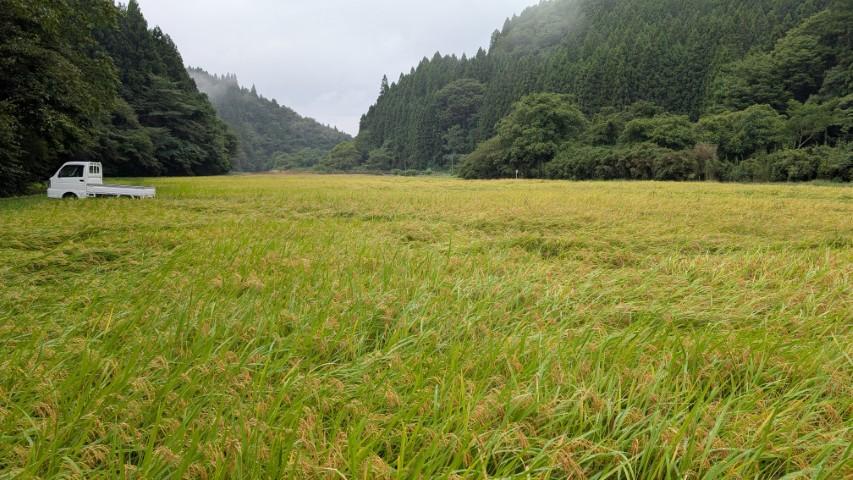 雨と田んぼ